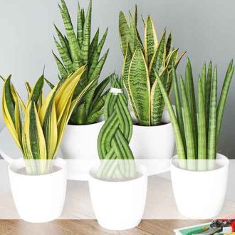 Houseplants